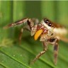 Otkriven prvi pauk vegetarijanac