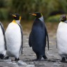 Knjiga o gay pingvinima najviše zabranjivana u SAD-u