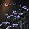 Japanska kompanija predstavila plave ruže
