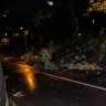 U Zagrebu vjetar rušio stabla