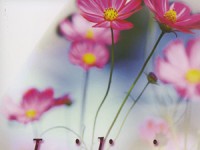 Dobitnica KNJIGE Iscjeljenja se...