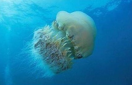 Divovska meduza