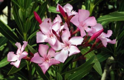 Oleander