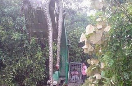 Zmija od 17 metara Zmija od 17 metara
