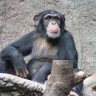 Majmuni više vole zvukove prometa