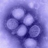 Norveška otkrila mutaciju virusa H1N1
