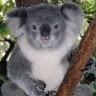 Australskim koalama prijeti izumiranje