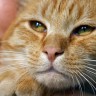 Mačak u tri godine ukrao više od 600 predmeta