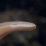 Čudovišni trometarski crvi  s morskog dna