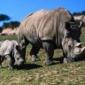 Zimbabve ostao bez četvrtine nosoroga