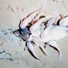 Neobično stvorenje iz morskih dubina fasciniralo znanstvenike