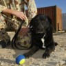 Vojna labradorica nađena godinu dana nakon nestanka