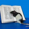 Hobbie-J najpametniji miš na svijetu