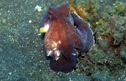 Hobotnice imaju - četvrtaste zjenice