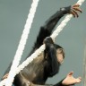 Čimpanza2