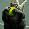 Čimpanza4