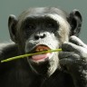 Čimpanza5