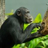 Čimpanza6