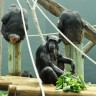 Čimpanze