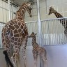 Osječki Zoo dobiva žirafu i još novih stanovnika