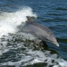 Napaljeni delfin terorizira novozelandske surfere i kupače