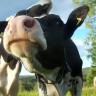 Zagađuju li krave više od automobila?