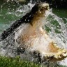 Australski krokodili ne izlaze iz vode zbog ciklona Yasi