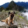 Upoznajte Oscara, psa koji je obišao svijet za 6 mjeseci