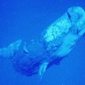 Sedam uginulih kitova otkriveno na obalama Apulije