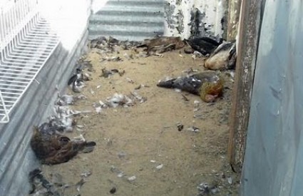 Chupacabra se vratila i terorizira Texas Chupacabra se vratila i terorizira Texas