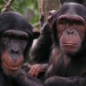Čimpanze su svjesne smrti kao i ljudi 