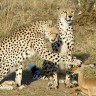 Gepardi poštedjeli život maloj antilopi