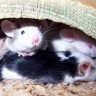 Miševi mogu nanjušiti rak pluća