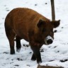 Žive svinje zakopavali u snijeg radi znanosti