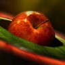 Zašto su jabuke tako zdrave?