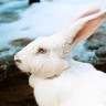 Apel svima u Hrvatskoj da ne kupuju životinje pred Uskrs