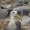 Lezbijski albatrosi podigli mlado