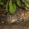 Prvi put snimljena vrsta leoparda otkrivena 2007.