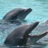 Delfini čuvaju tajnu za lijek protiv dijabetesa?
