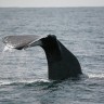 Japan mora prestati loviti kitove 