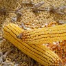Mitovi o kukuruzu koje treba razbiti