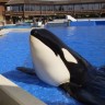 Francuska zabranila uzgajanje dupina i kitova u zatočeništvu