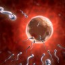 Žene stvaraju jajne stanice cijeli život?