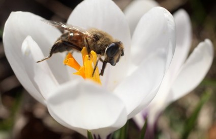 Pčele i dalje odumiru, pravi uzrok još nije identificiran