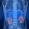 kidneys_bubrezi_shutt.jpg