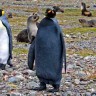 Snimljen potpuno crni pingvin
