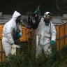 Ptičja gripa otkrivena na rumunjskoj farmi