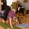Počeli su se održavati satovi joge za pse