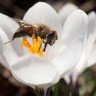 Pčele masovno odumiru, znanstvenici i dalje bespomoćni