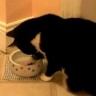 Kako najgluplja mačka pije vodu